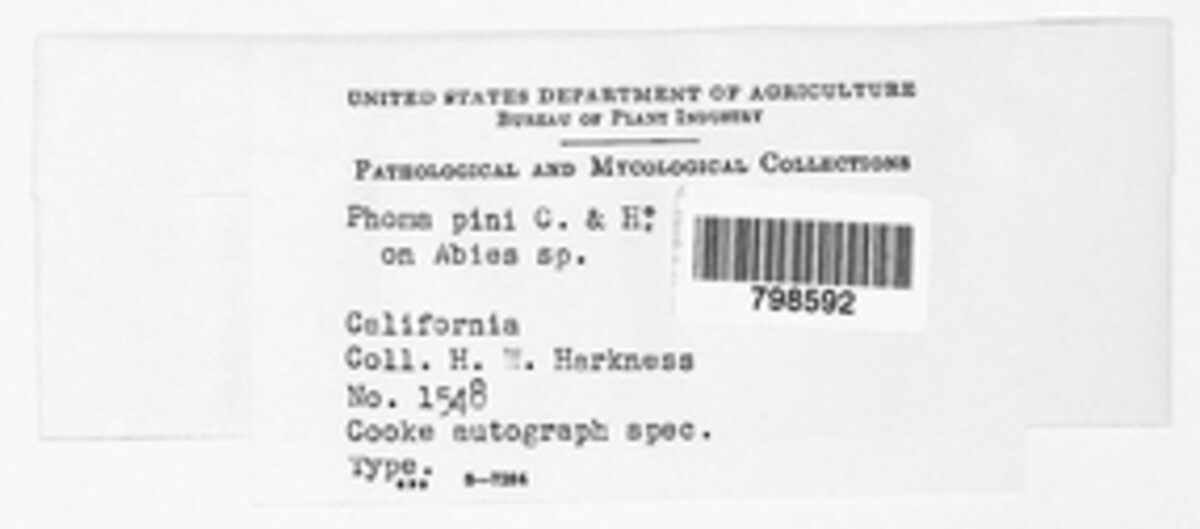 Rhizosphaera image